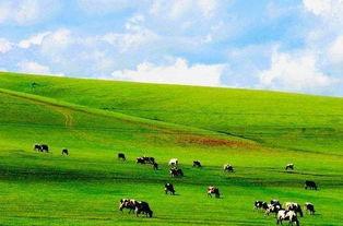 大草原在线观看,在线领略广袤草原的壮美画卷